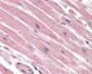 CASP1 / Caspase 1 Antibody